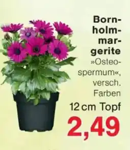 Jawoll Bornholm margerite Angebot