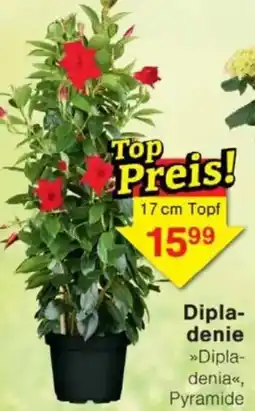 Jawoll Dipladenie Angebot