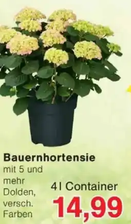 Jawoll Bauernhortensie Angebot