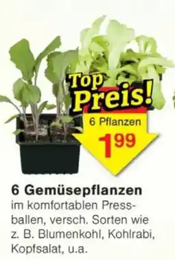 Jawoll 6 Gemüsepflanzen Angebot