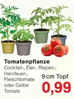 Jawoll Tomatenpflanze Angebot