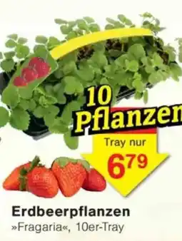 Jawoll Erdbeerpflanzen Angebot