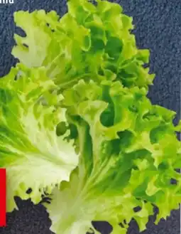 Handelshof Lollo Bionda Blätter Angebot
