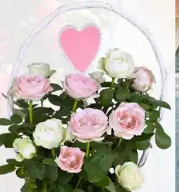 Pflanzen Kölle Rose Infinity Duo Angebot