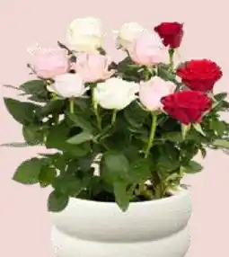 Pflanzen Kölle Rosen Trio Angebot