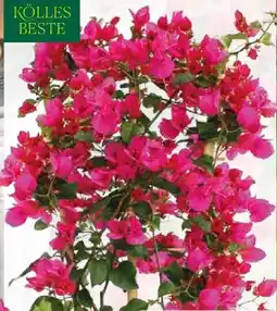 Pflanzen Kölle Kölle's Beste Drillingsblume Angebot