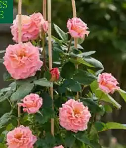Pflanzen Kölle Kölle's Beste Solitärrose am Doppelbogen Angebot