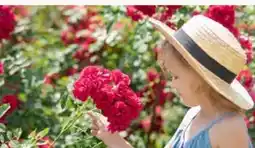 Pflanzen Kölle Kölle's Beste Beet- und Edelrosen Angebot
