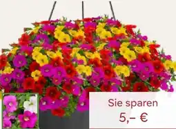 Pflanzen Kölle Zauberglöckchen Ampel Trio Angebot