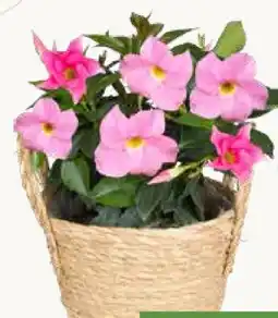 Pflanzen Kölle Dipladenia Angebot