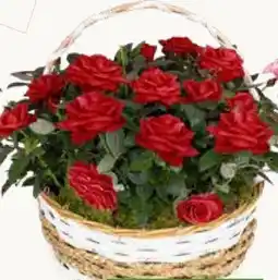 Pflanzen Kölle Großblumige Rosen Angebot