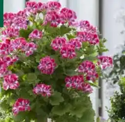 Pflanzen Kölle Kölle's Beste Edelgeranie-Midistamm Angebot
