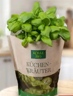 Pflanzen Kölle Kölle's Bio Küchen-Basilikum Angebot