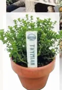 Pflanzen Kölle Mediterranes Kraut Angebot