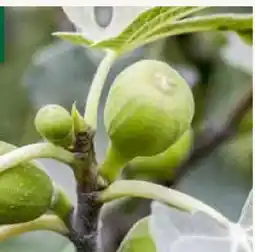 Pflanzen Kölle Kölle's Beste Fruchtfeige Angebot
