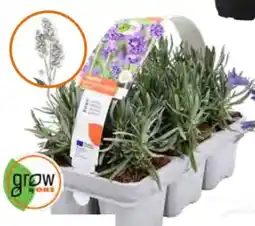 OBI Grow By Obi Lavendel Hidcote Angebot