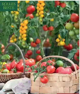Pflanzen Kölle Kölle's Beste Tomate Angebot