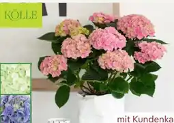 Pflanzen Kölle Kölle Hortensien Angebot