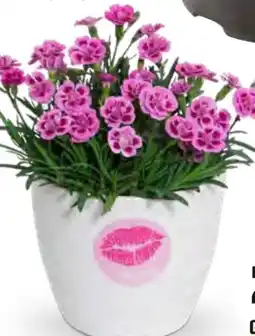 OBI Staudennelke Pink Kisses Angebot