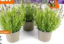 OBI Lavendel Angebot