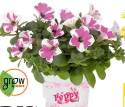 OBI Grow By Obi Hängende Petunie Angebot