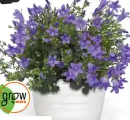 OBI Grow By Obi Glockenblume Angebot