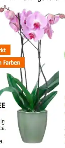 OBI Schmetterlings-Orchidee Angebot