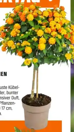 OBI Grow By Obi Wandelröschen Stamm Angebot
