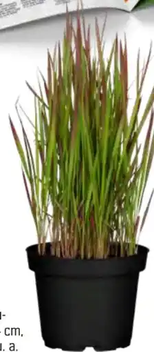 OBI Grow By Obi Gräser Angebot
