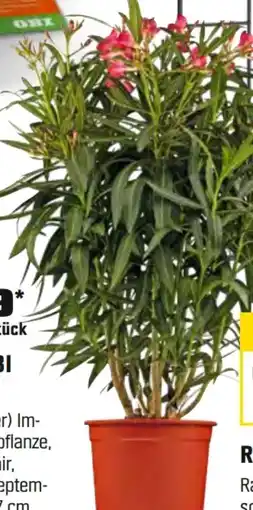 OBI Grow By Obi Oleander Angebot