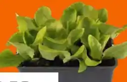 OBI Gemüse-Salat-Pflanzen Angebot
