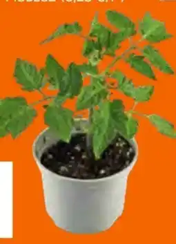 OBI Grow By Obi Fruchtgemüse Angebot