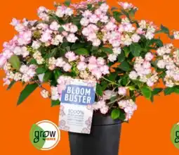 OBI Grow By Obi Hortensie Bloombuster Angebot