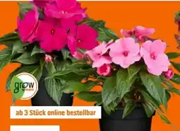 OBI Grow By Obi Edellieschen Angebot