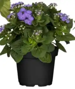 OBI Leberbalsam Angebot