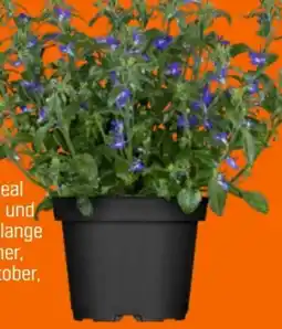 OBI Blaue Lobelie Angebot