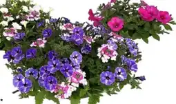 OBI Beetpflanzen-Arrangement Angebot