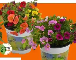 OBI Grow By Obi Zauberglöckchen Angebot
