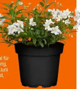 OBI Nachtschatten Angebot