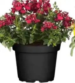 OBI Elfensporn Angebot