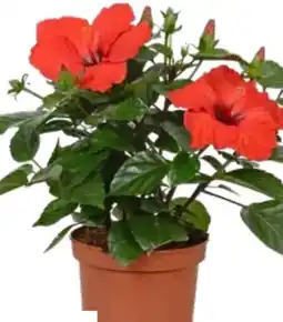 OBI Grow By Obi Roseneibisch Angebot