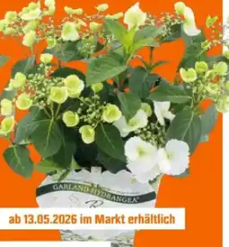 OBI Girlandenhortensie Runaway Bride Angebot