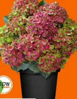 OBI Grow By Obi Hortensie Schloss Wackerbarth Angebot