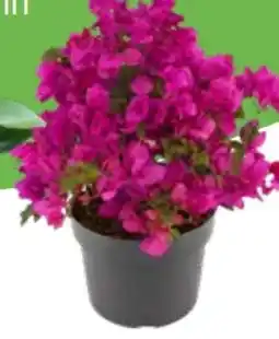 OBI Grow By Obi Drillingsblume Angebot