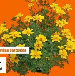 OBI Zweizahn Angebot