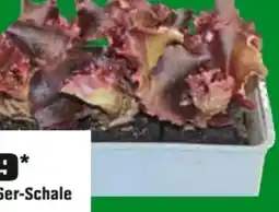 OBI Pflücksalat Lollo Rosso Angebot