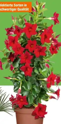 OBI Grow By Obi Dipladenie Sundevillea Pyramide Angebot