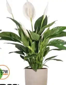 OBI Grow By Obi Einblatt Angebot