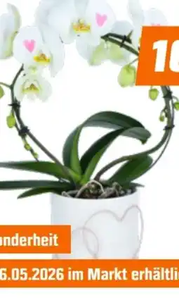 OBI Schmetterlings-Orchidee Angebot