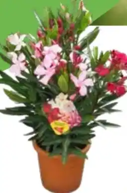 OBI Grow By Obi Oleander Trio Angebot